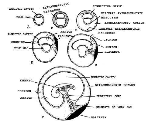 Fig: Formation of extraembryonic membrane in human