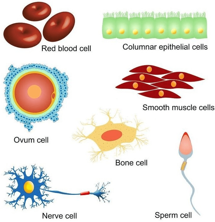 assignment of cell class 9