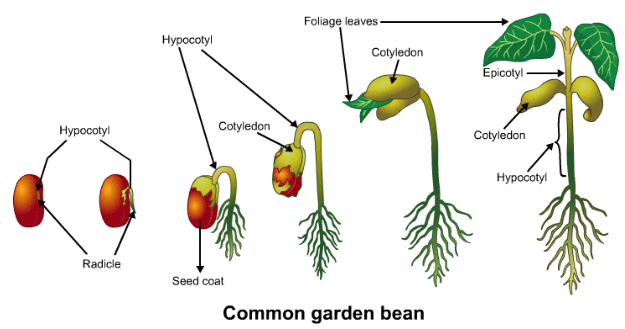 Theory & Procedure, Embryo of Dicot Seeds Class 10 Notes | EduRev