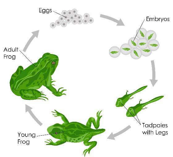 NCERT Solutions - Reproduction in Animals Class 8 Notes | EduRev