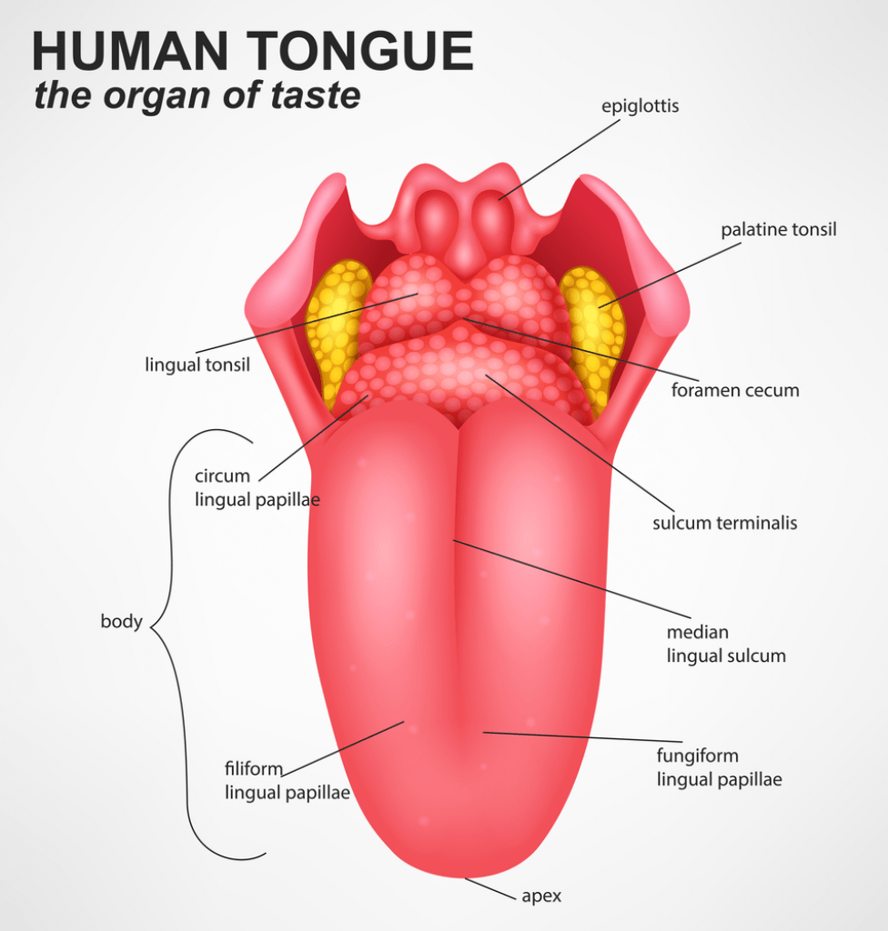 Mouth, Buccal Cavity and Tongue NEET Notes | EduRev