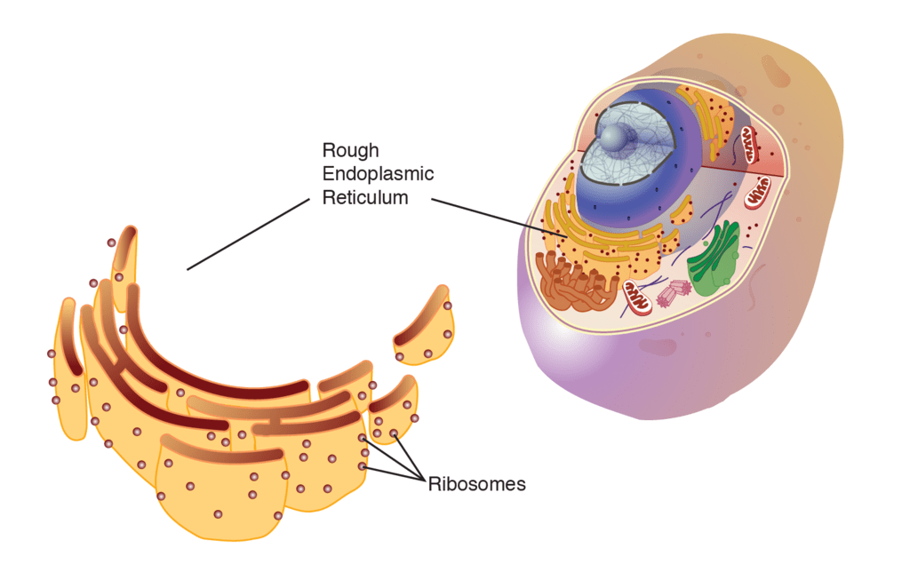 Where Endoplasmic Reticulum Is Located