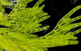 Algae: Characteristics and Examples NEET Notes | EduRev