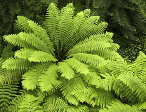Revision Notes - Plant Kingdom NEET Notes | EduRev