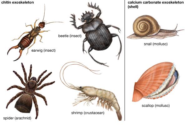 NCERT Summary: Summary of Biology- 2 UPSC Notes | EduRev