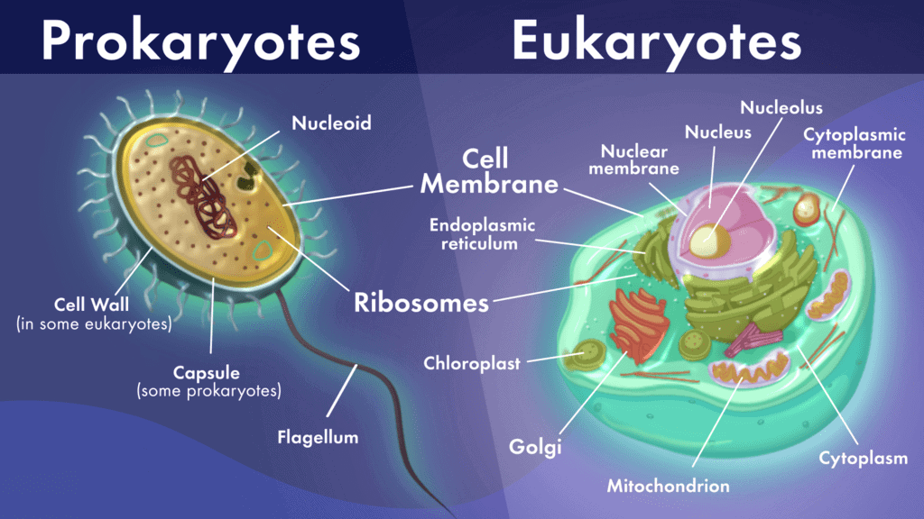 Cell, Types of Cell and Organisms Class 9 Notes | EduRev