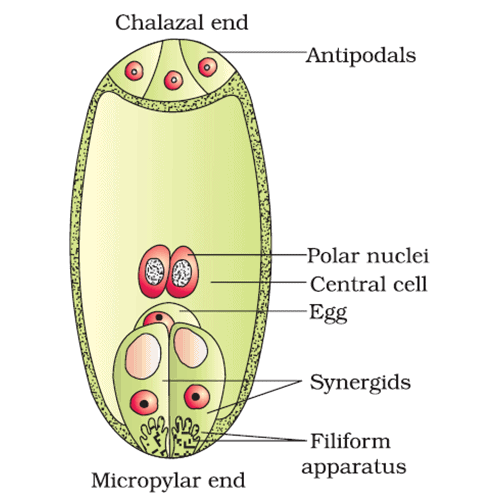 Fertilisation in Flowering Plants and Double Fertilisation Notes | EduRev