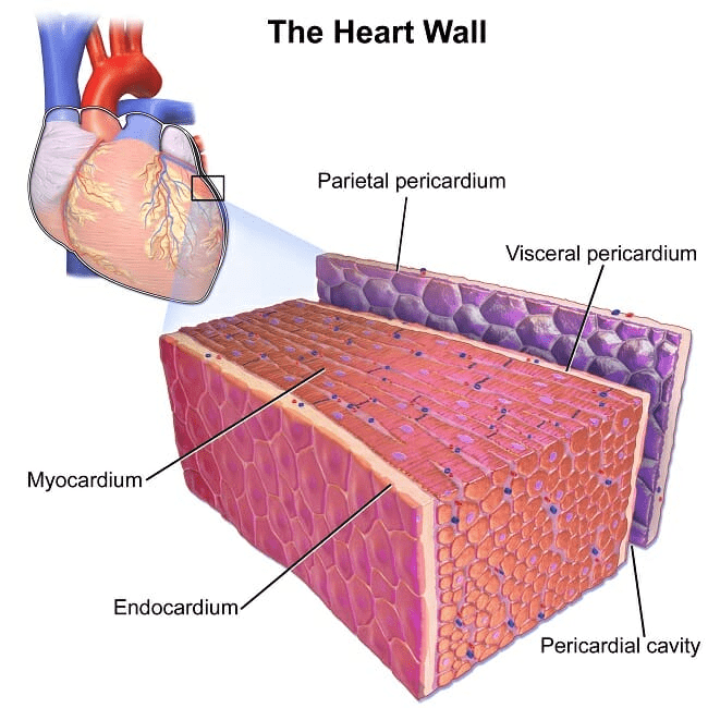 Types of Muscles and Muscle Fibre NEET Notes | EduRev
