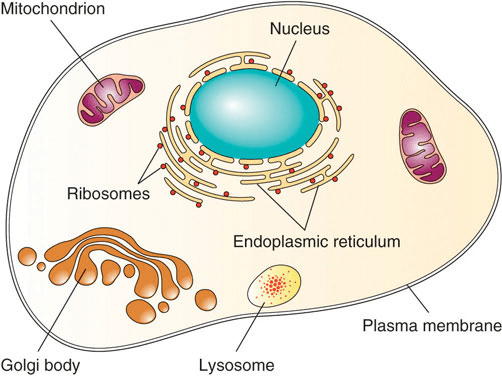 Ncert Solutions Cell The Unit Of Life Neet Notes Edurev 9226