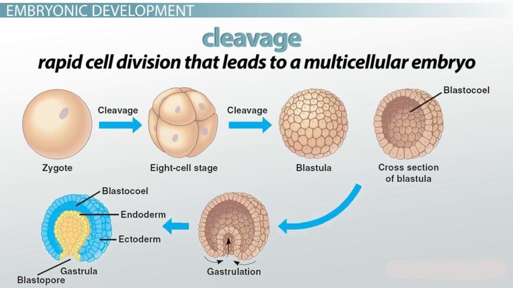 NCERT Summary: Summary of Biology- 5 UPSC Notes | EduRev