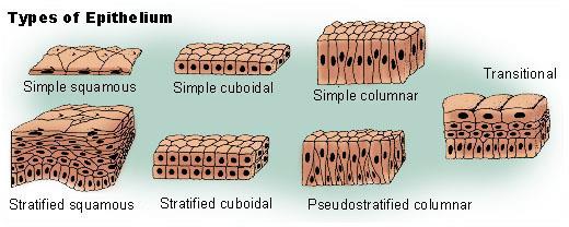 NCERT Summary: Gist of Biology - 1 Notes | EduRev