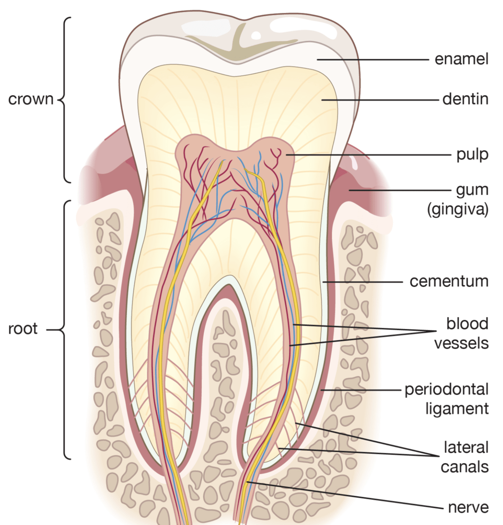 Mouth, Buccal Cavity and Tongue NEET Notes | EduRev