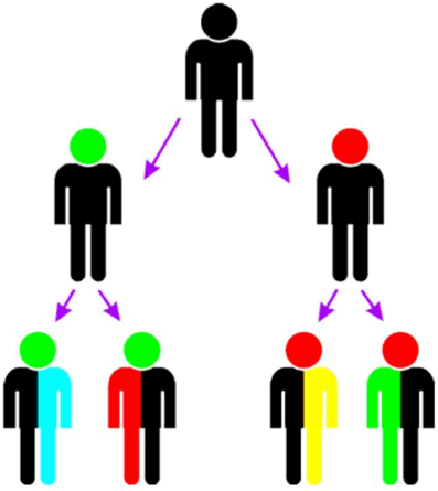 Mendel`s Contributions Class 10 Notes | EduRev