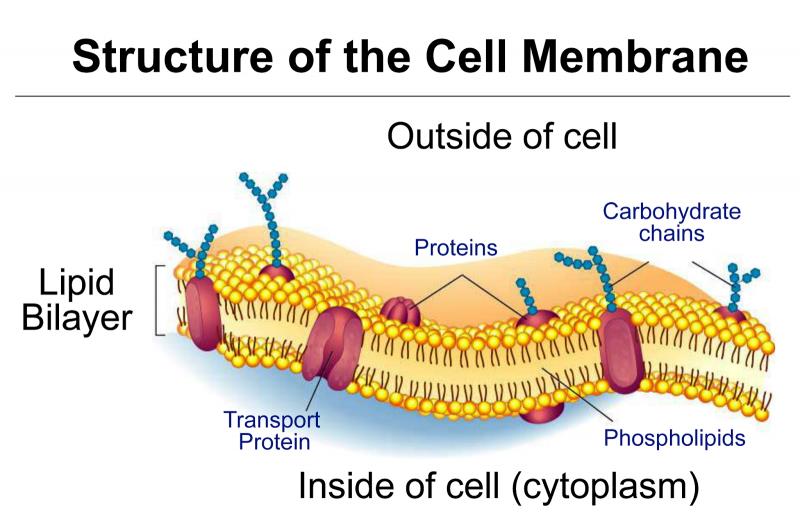 NCERT Summary: Gist of Biology - 1 Notes | EduRev
