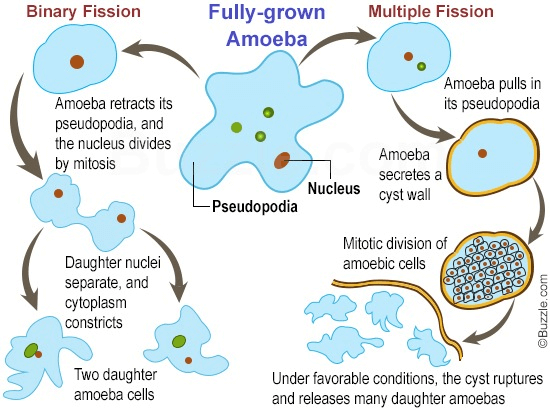 General Characteristics Of Amoeba Proteus Biology Class 11 Edurev Notes 5180