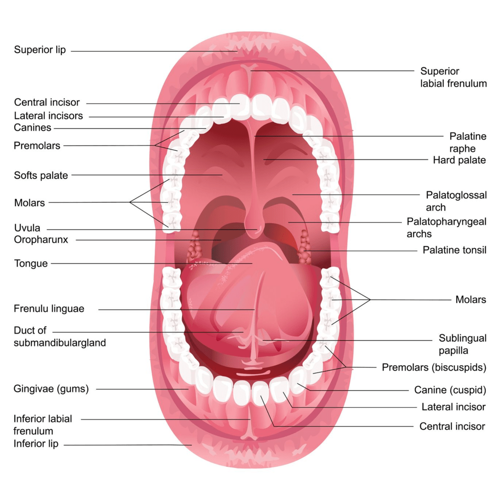 mouth-buccal-cavity-and-tongue-neet-notes-edurev