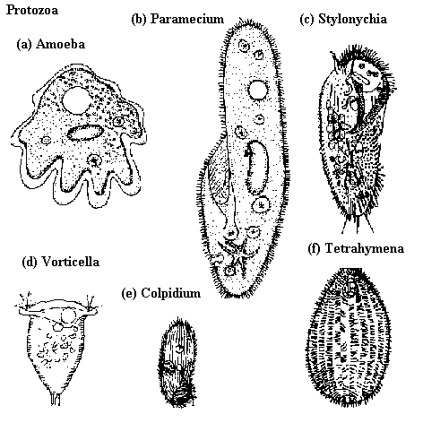 Short Notes- Microorganisms: Friend and Foe Class 8 Notes | EduRev