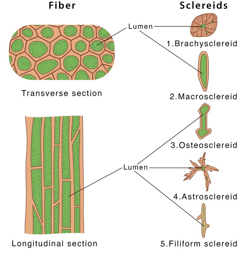 Plant Tissues - Tissues, Class 9 | EduRev Notes