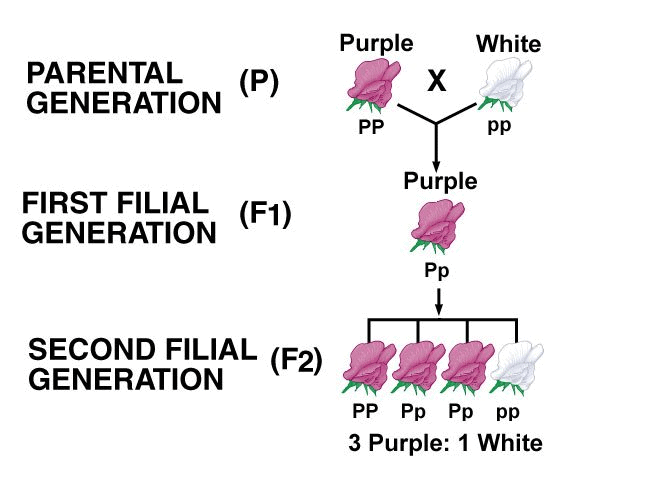 mendel-s-contributions-class-10-notes-edurev