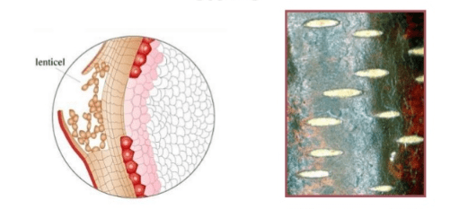 Respiration in Humans and Plants Class 10 Notes | EduRev