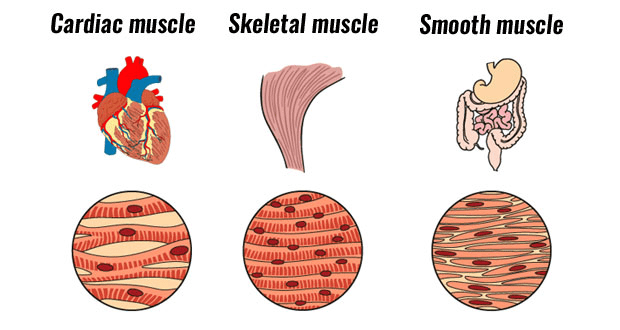 Types of Muscles and Muscle Fibre NEET Notes | EduRev