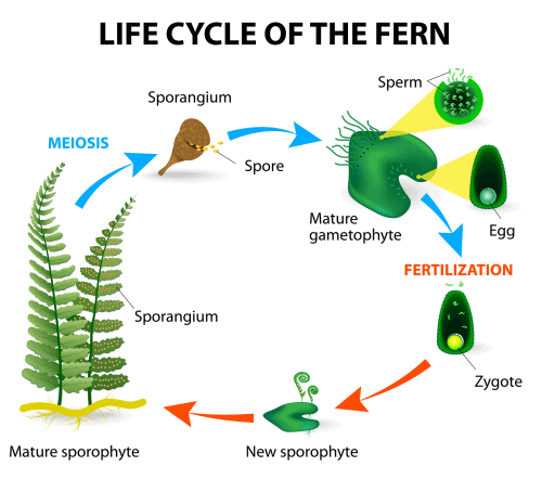 NCERT Solutions- Plant Kingdom NEET Notes | EduRev