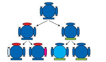 NCERT Solutions - Heredity and Evolution Class 10 Notes | EduRev
