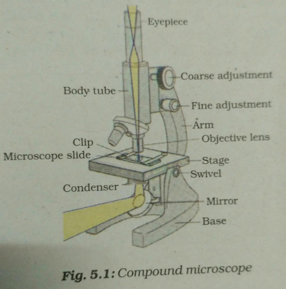 Write Any Two Parts Of A Compound Microscope EduRev Class 9 Question