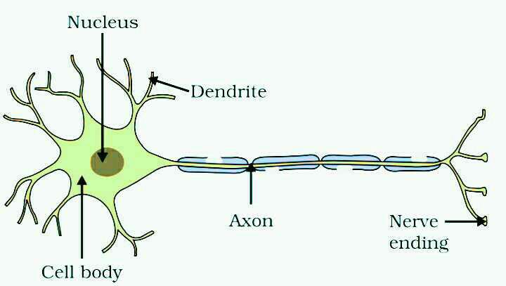 structure-of-neuron-edurev-class-10-question