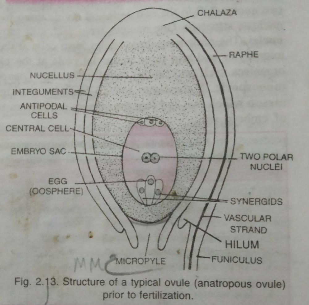 Inside The Ovary The Ovule Is Attached To Placenta By Means Of a