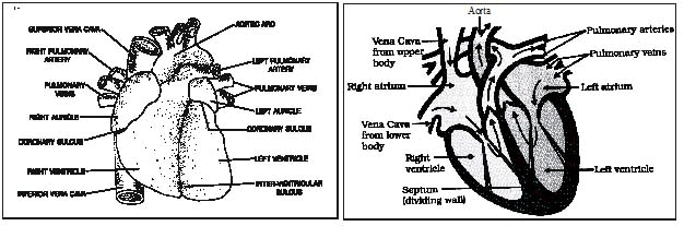 Detailed Chapter Notes Circulatory System Class 10 Science Edurev