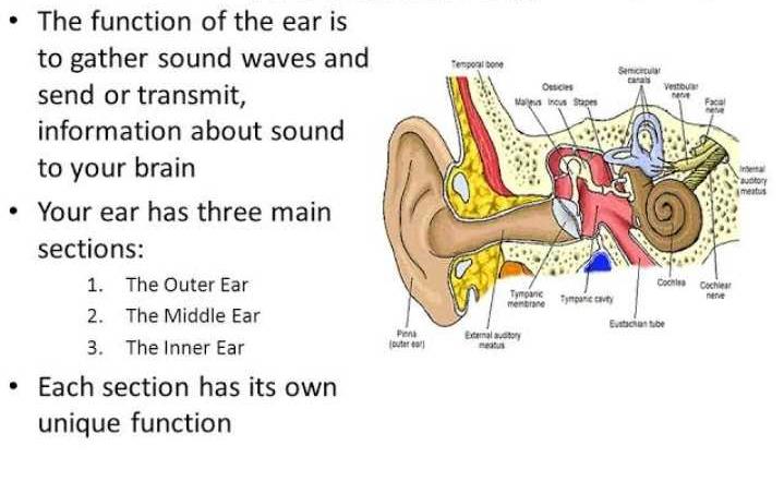 main-function-of-ear-edurev-neet-question