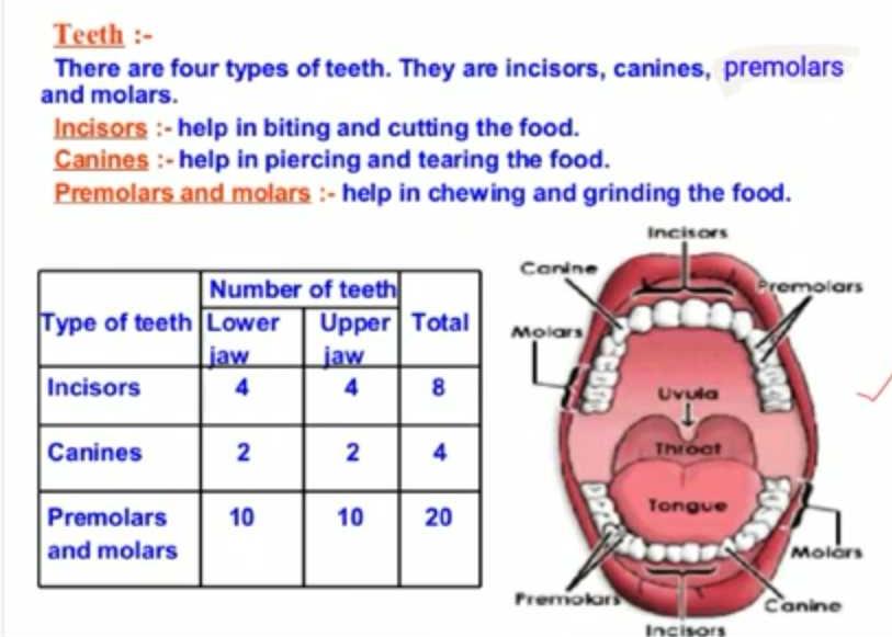 Name the various kinds of teeth in our mouth. State their functions. In