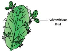 Bryophyllum Plant