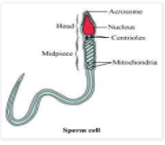 NCERT Solutions - Chapter 3 - Human Reproduction, Class 12, Biology ...