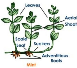 Vegetative propagation in mint occurs by______.a)Suckerb)Rhizomec ...