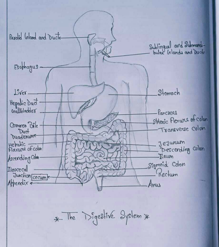 Define Digestive System For Class 4