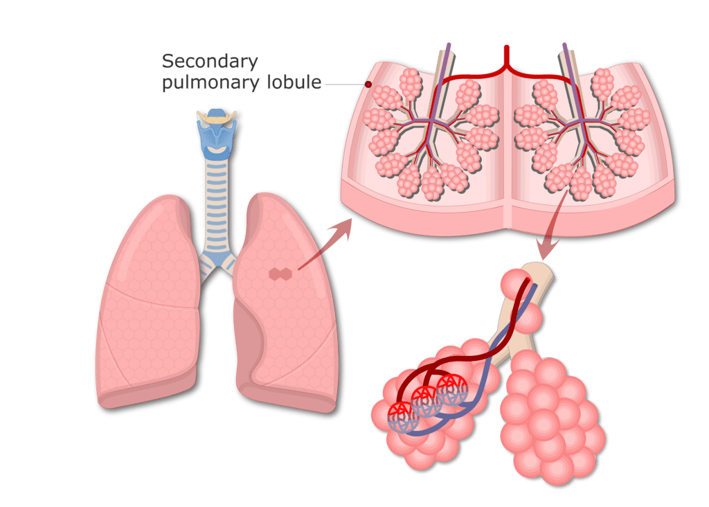 Alveoli of lungs