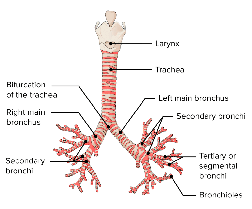 Bronchial  Tree