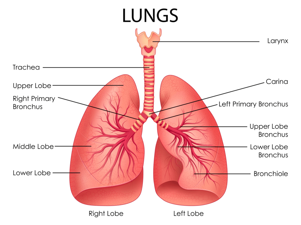 Human Respiratory System Notes | Study Biology Class 11 - NEET