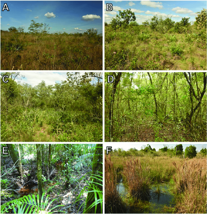 (A) Grassy scrubland, (B) Grassy scrubland with scattered trees, (C) Dense savanna, (D) Cerrado woodland, (E) Gallery forest, (F) Wet field.