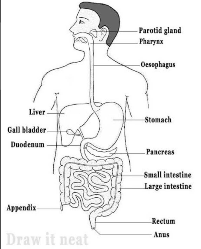 Explain The Process Of Digestion In Humans Related Human Digestive System Edurev Class 10 