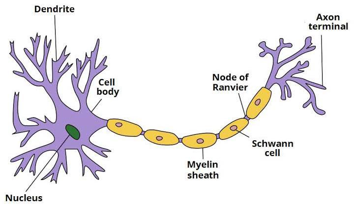 Structure of neuron .? | EduRev Class 10 Question