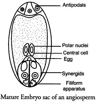 Draw a labelled diagram of the mature embryo sac of angiosperms.