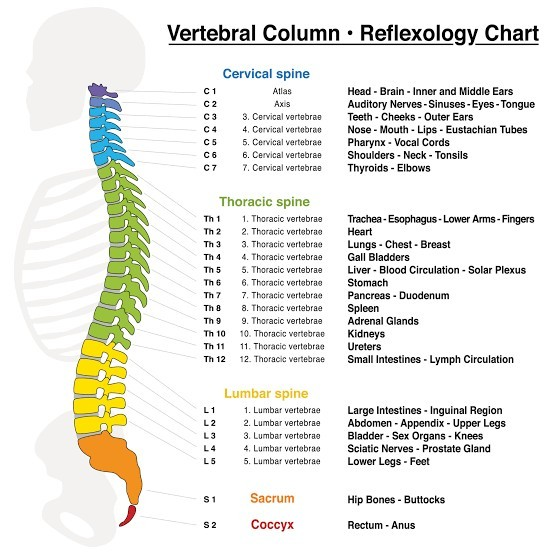 The number of vertebrae present in the cervical, thoracic, lumbar