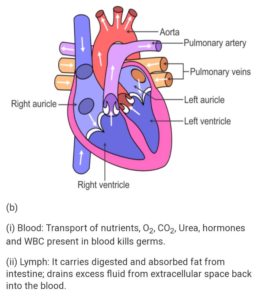 Draw a sectional view of the human heart and label on it – Aorta, Right ...