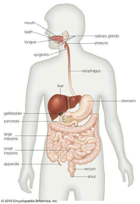 explain the process of digestion in humans Related: Human Digestive