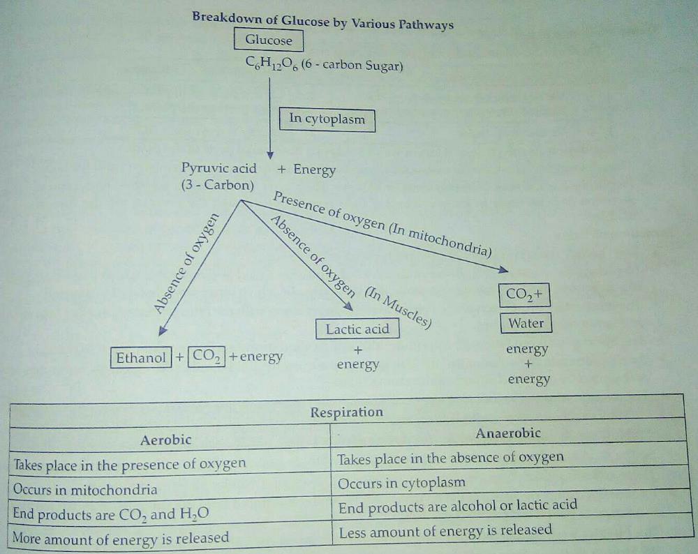 Life Processes Class 10 Questions And Answers