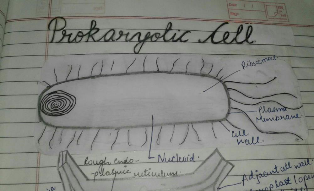 diagram-of-prokaryotic-cell-also-define-it-edurev-class-9-question