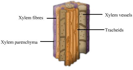 Complex permanent tissues NEET Notes | EduRev